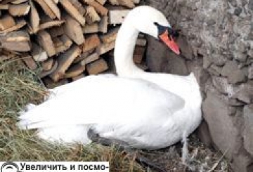 ПРАГНУВ У НЕБО — ОПИНИВСЯ НА СНІГУ