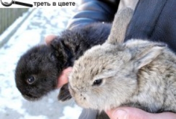 КРОЛИК БЕЗ… ВУХ — ТАТО «НЕДОРОБИВ»?