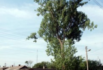 БУРЕВІЙ ЗІГРАВ У «ДЕРЕВ’ЯНУ» РУЛЕТКУ: ВПАДЕ — НЕ ВПАДЕ…