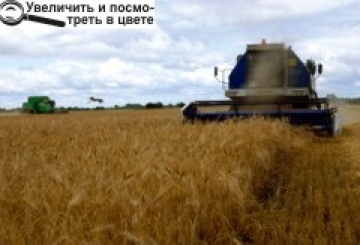 НОВОГРАД-ВОЛИНЩИНА ОТРИМАЛА РЕКОРДНИЙ УЖИНОК!