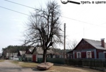 АВАРІЙНЕ ДЕРЕВО №13 ОБІЦЯЮТЬ ЗРІЗАТИ В ЦЬОМУ РОЦІ