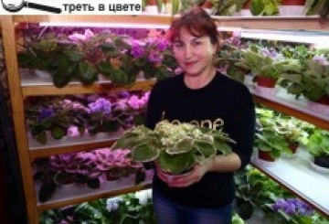 ФІАЛКОВИЙ РАЙ ТА ЙОГО МЕШКАНЦІ