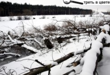 «Лісорубу», котрий зрізав верби над Случчю, загрожує чималенький штраф