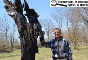 Вони живуть і господарюють поруч із «мирним атомом»