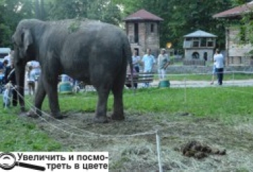 Цирк поїде. Що залишиться?