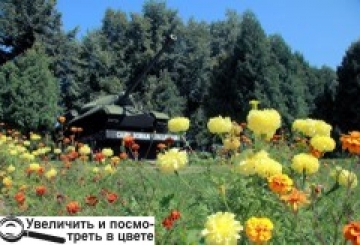 У нас заквітчують не лише вулиці, а навіть… танки!