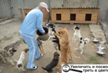 Собаки у притулку — з хлібом, але… без грошей