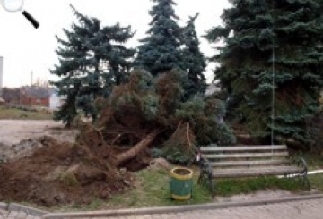 Одна з ялинок не встояла. Їй дали другий шанс