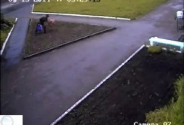 Екзотичний рододендрон росте навіть в Австралії. А у Новограді його викрали, щойно зацвів…