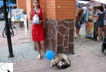 550 гривень зібрали на притулок для собак