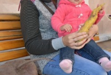 Дивина! На своєму городі — гігантський буряк, вагою 2 кг 650 г