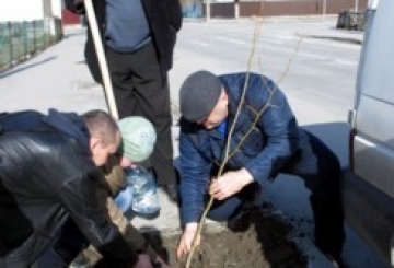 Понад півсотні молодих дерев висадили по вулицях Героїв Майдану і Лесі Українки