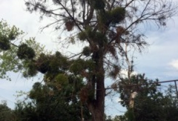 Скільки ще чекати, щоб зрізали аварійне дерево?