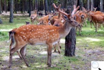 Відкрито відвідування вольєри плямистого оленя