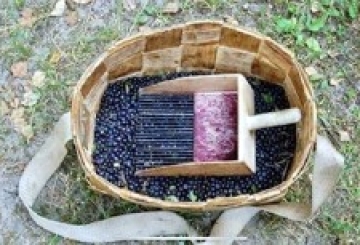 Збирання чорниці: «Інколи залишають вирвані з коренем стебла кущів»