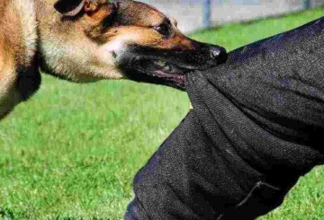 Вакцину від сказу закуплять у липні Через масові звернення її запаси майже вичерпалися