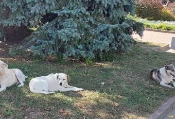 Знайомтеся —  нас звати:  П’ятак, Чопа і Лора.  Кому ми заважаємо?