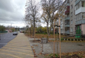 По вулиці Івана Мамайчука  висаджують декоративні клени