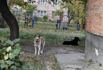 «Місто дружнє до тварин і безпечне для людей»