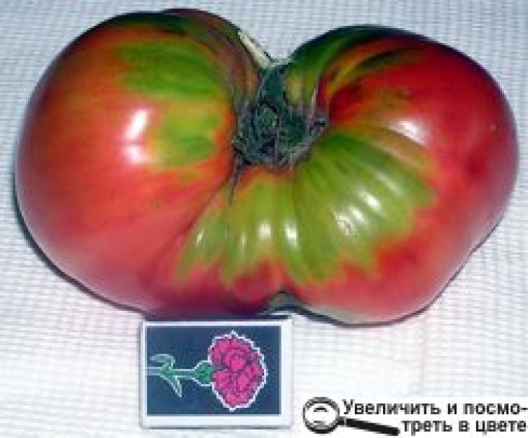 КОНКУРС «ЗВЯГЕЛЬСЬКІ РЕКОРДИ»