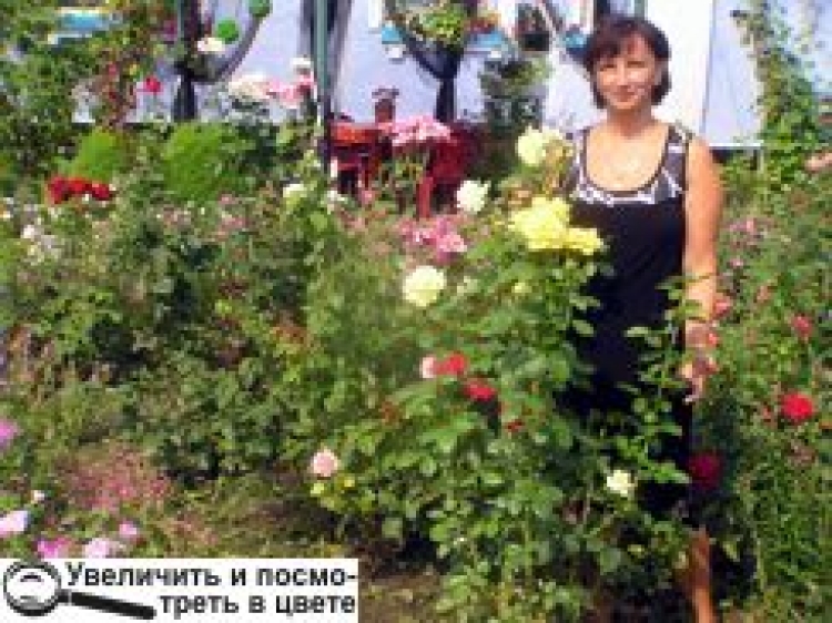 КВІТУЧІ МАРОНИ