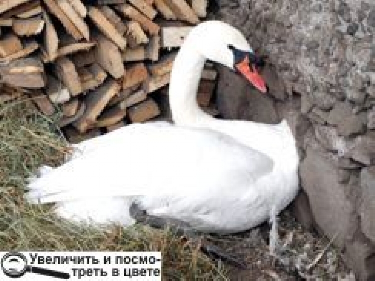 ПРАГНУВ У НЕБО — ОПИНИВСЯ НА СНІГУ