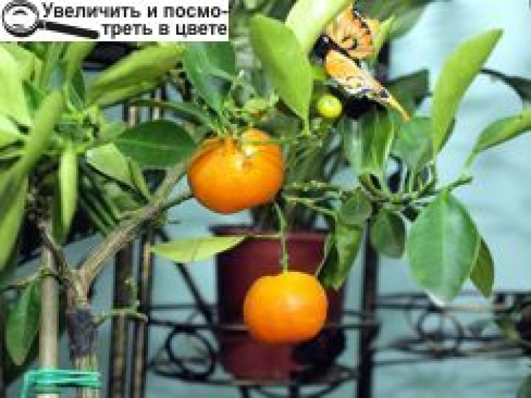 КОНКУРС «ЗВЯГЕЛЬСЬКІ РЕКОРДИ»