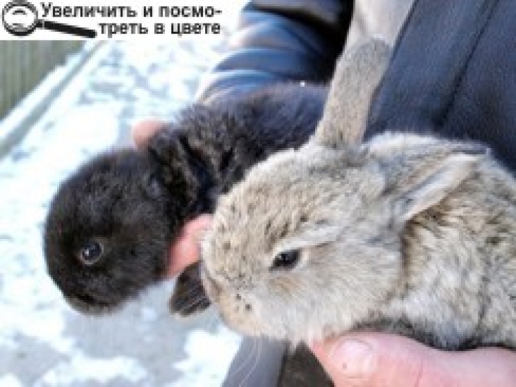 КРОЛИК БЕЗ… ВУХ — ТАТО «НЕДОРОБИВ»?