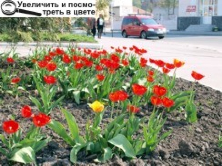 ПРОДОВЖУЄТЬСЯ КОНКУРС «МОЄ КВІТУЧЕ МІСТО»