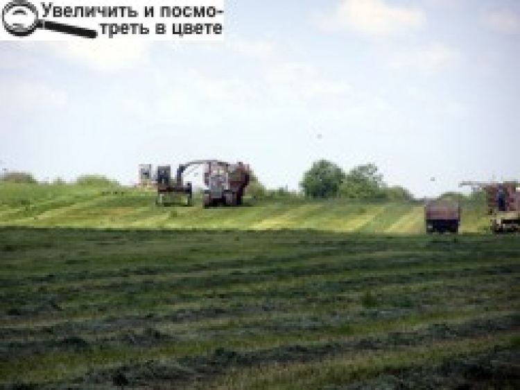 «СІНОКІС ПОТРІБНО ЗАВЕРШУВАТИ, БО НЕЗАБАРОМ ЗБИРАТИМЕМО ХЛІБ»