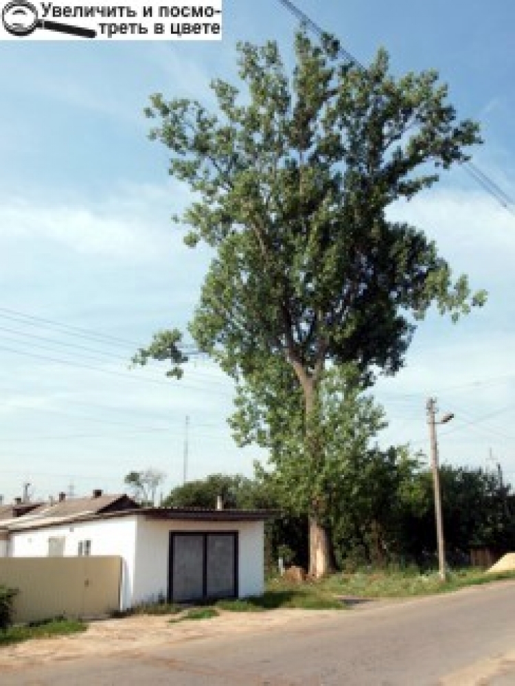 БУРЕВІЙ ЗІГРАВ У «ДЕРЕВ’ЯНУ» РУЛЕТКУ: ВПАДЕ — НЕ ВПАДЕ…