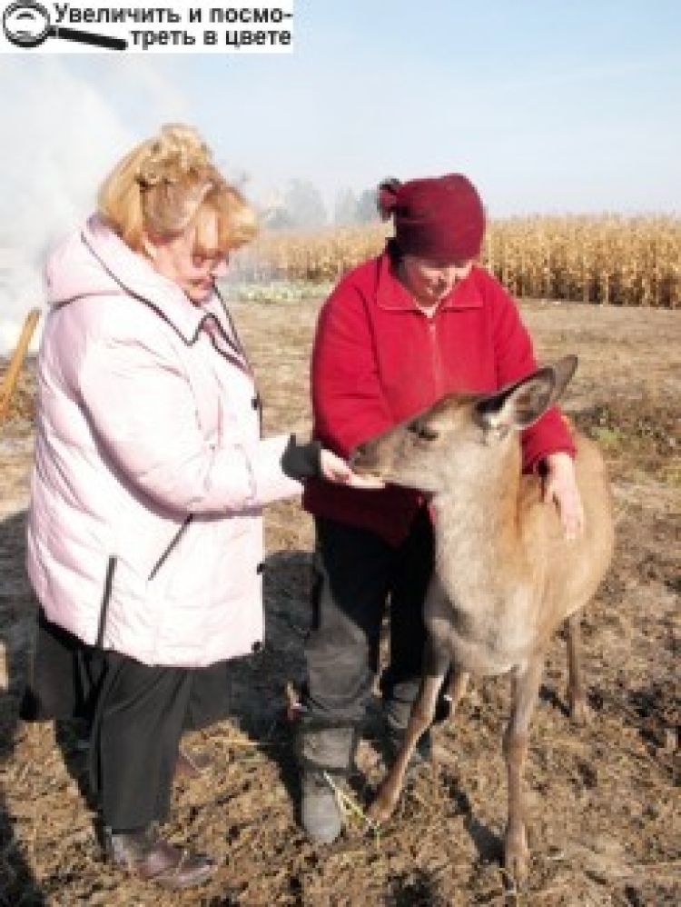ОЛЕНИХА МАЙЯ ПОСЕЛИЛАСЯ У КРАСИЛІВЦІ