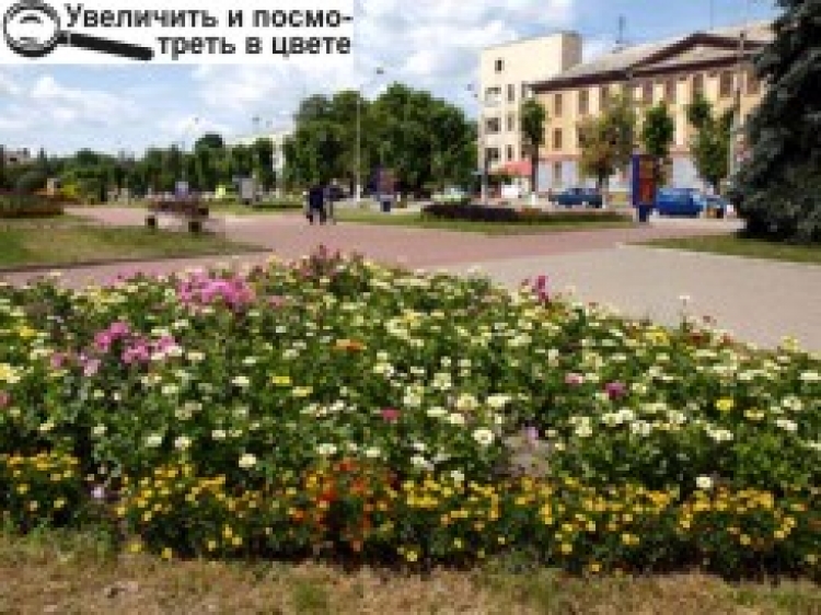 У НОВОГРАДІ-ВОЛИНСЬКОМУ ПІДХОДИТЬ ДО ЗАВЕРШЕННЯ КОНКУРС «МОЄ КВІТУЧЕ МІСТО»