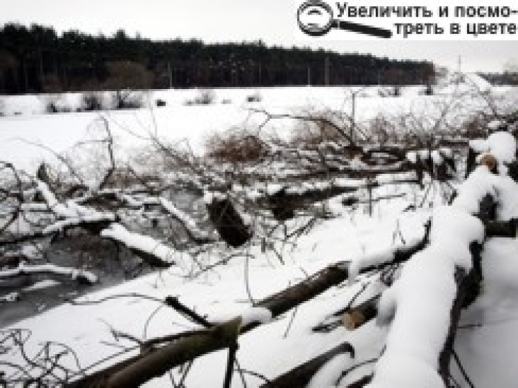 «Лісорубу», котрий зрізав верби над Случчю, загрожує чималенький штраф