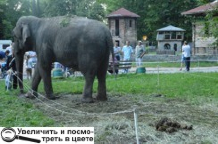 Цирк поїде. Що залишиться?