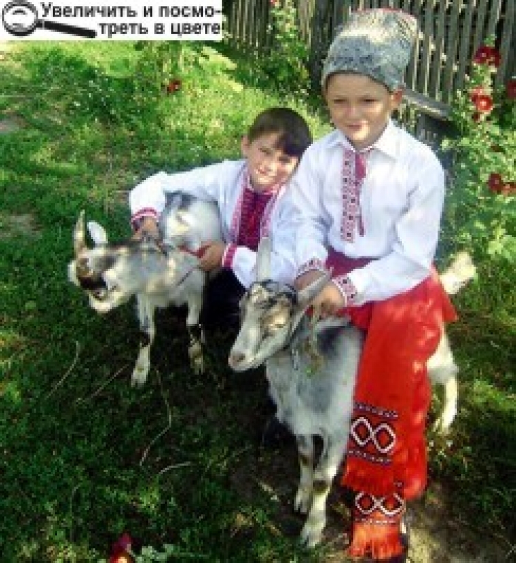 Результати конкурсу «Мій домашній улюбленець»