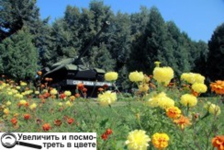 У нас заквітчують не лише вулиці, а навіть… танки!
