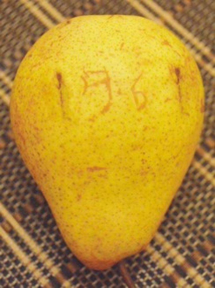 Груша «1961 року»?..