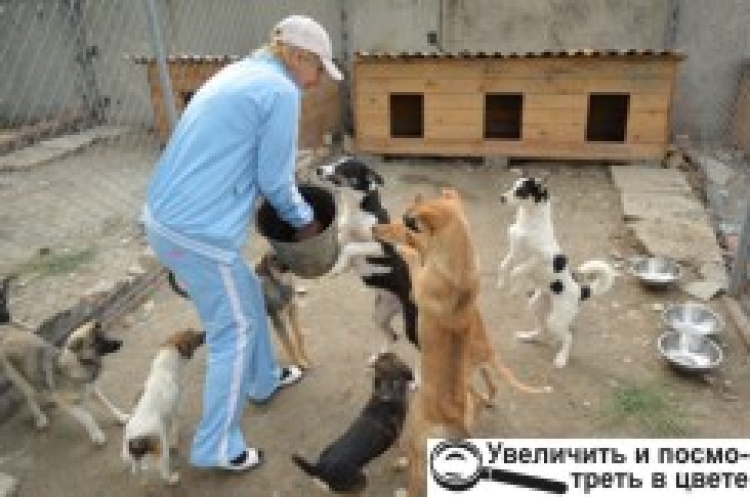 Собаки у притулку — з хлібом, але… без грошей