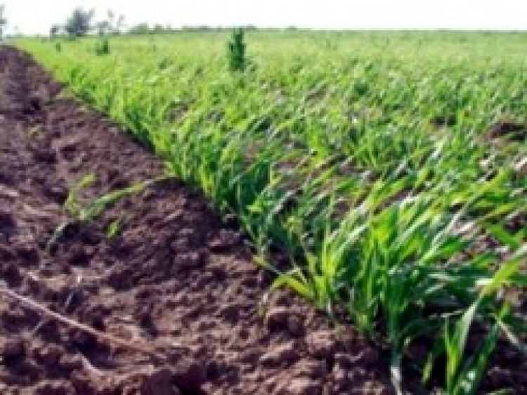Посіяно ранніх ярих зернових 120% до прогнозу