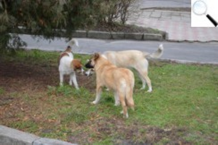 Закон захищає собак. А хто захистить людей від зубів бродячих тварин?