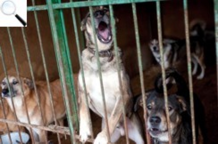 Подяка за підтримку притулку для собак