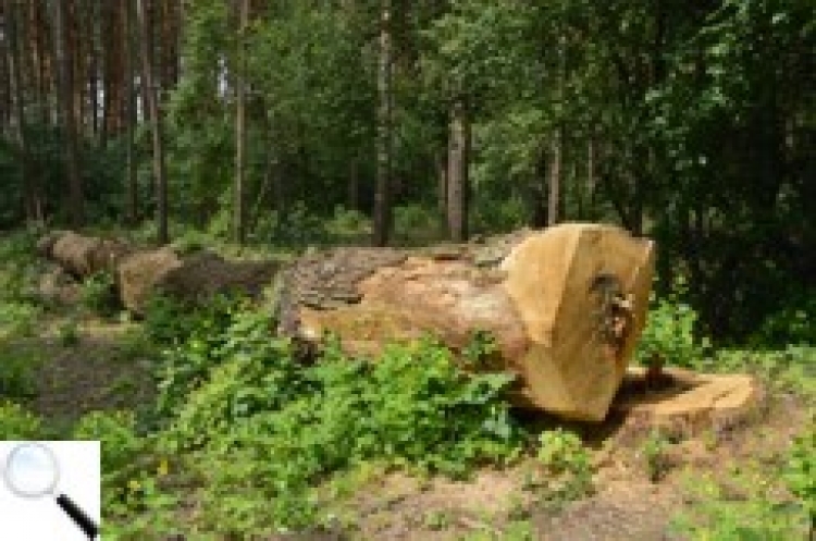 Вирубка лісів: де закінчується регульований процес і починається безконтрольне господарювання?