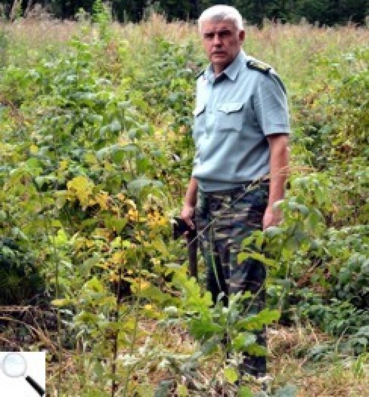 «Ліс рубаємо, бо він хворий», — запевняють у лісгоспі, або Не шукайте жолуді під гнилим дубом…