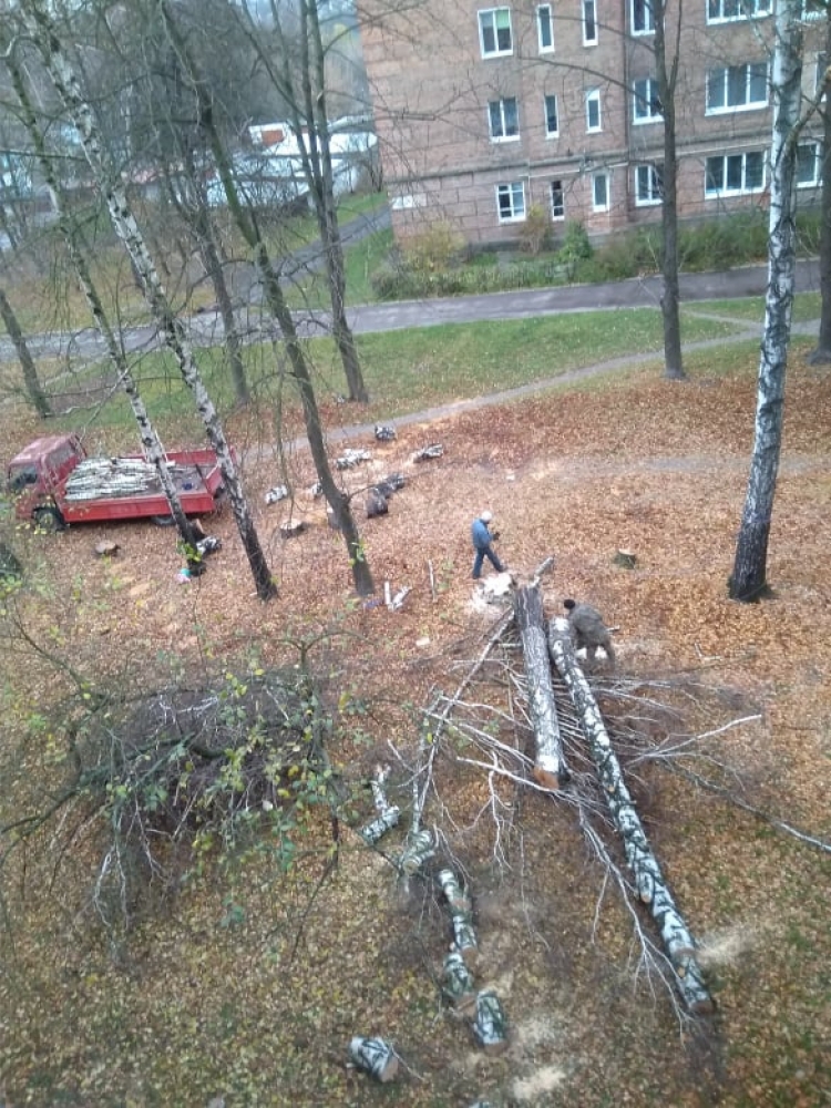 У «Зелених» зрізали 39 аварійних дерев