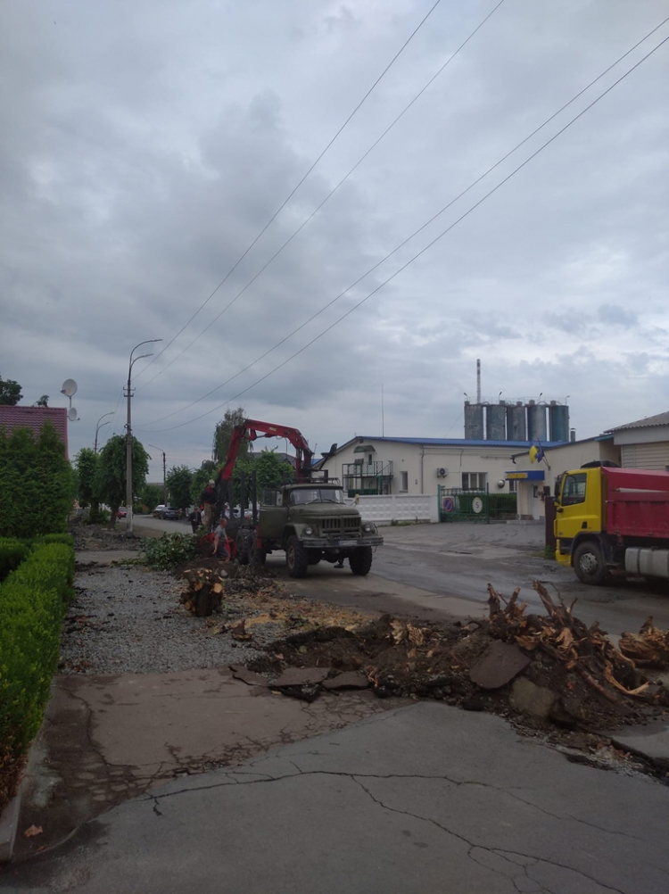 Озеленення вулиці Героїв Майдану не відповідає ДБН: бути чи не бути деревам?