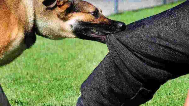 Вакцину від сказу закуплять у липні Через масові звернення її запаси майже вичерпалися