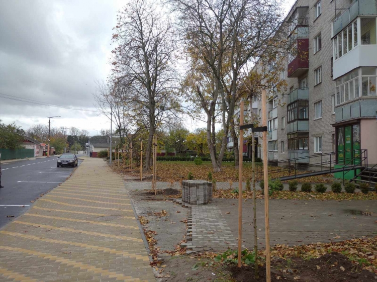 По вулиці Івана Мамайчука  висаджують декоративні клени