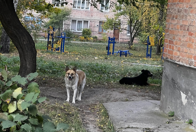 «Місто дружнє до тварин і безпечне для людей»