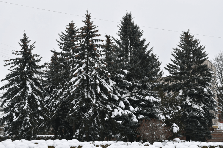 Про новорічно-різдвяні заходи в громаді